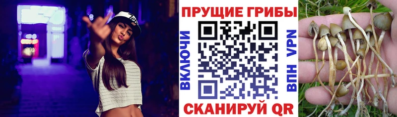 хочу наркоту  Серов  МЕГА как зайти  Галлюциногенные грибы Psilocybine cubensis 